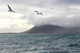 Daily Blog: 10 July 2022 | Shark Cage Diving in South Africa