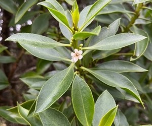 Alien Trees in Pearly Beach