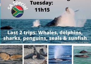 Next Dyer Island Marine Big 5 Tour: 19 July 2022