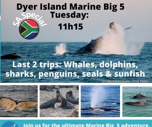 Next Dyer Island Marine Big 5 Tour: 19 July 2022
