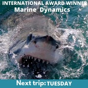 Next Marine Dynamics Shark Cage Diving Trip: 19 July 2022