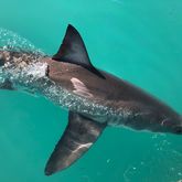 Great White Shark - White Shark Projects - Xplorio™ Gansbaai