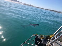 Shark Cage Diving in Gansbaai