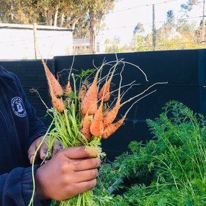Carrots - RAW - Xplorio™ Greyton