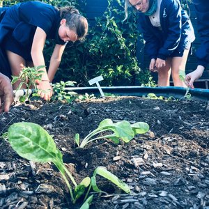 Planting Veggies - RAW - Xplorio™ Greyton