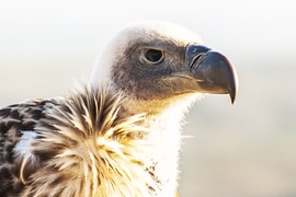 De Hoop Collection Activities