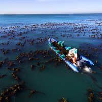 Kelp harvesting
