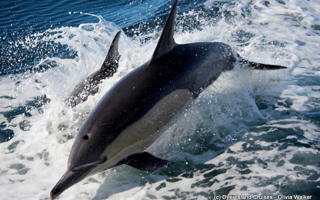 WhatsApp_Image_2022_07_26_at_11.45.06_AM_1__1658830012