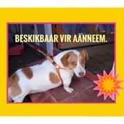 Up for Adoption: Rocco (3-year-old sterilised female dog)