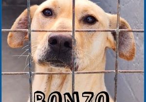 Up for Adoption: Bonzo