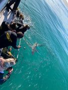 27 July 2022: Shark Cage Diving Trip