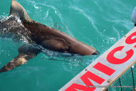 Daily Blog: 02 August 2022 | Shark Cage Diving in South Africa