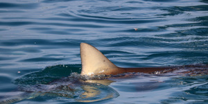Bronze Whaler shark 