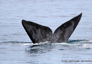 Dyer Island Marine Big 5 Tour: 09 August 2022