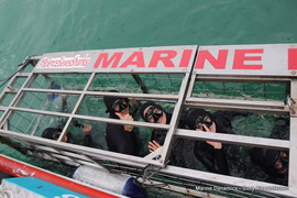 Daily Blog: 10 August 2022 | Shark Cage Diving in South Africa