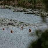 Swimming - Voice, Movement & Art Exploration Retreat - Xplorio™ Gansbaai 
