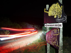 Raising Awareness About Wildlife On The Overberg’s Roads