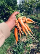 Harvesting Soup Ingredients
