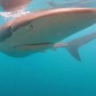 Bronze Whaler Sharks