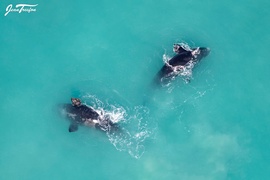 Jean Tresfon: First Aerial Southern Right Whale Survey for 2022