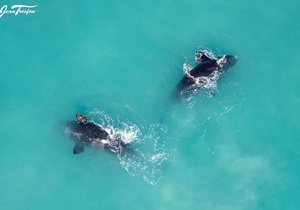 Jean Tresfon: First Aerial Southern Right Whale Survey for 2022