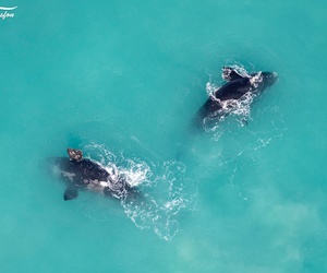 Jean Tresfon: First Aerial Southern Right Whale Survey for 2022
