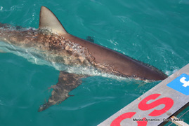 Daily Blog: 15 August 2022 | Shark Cage Diving in South Africa