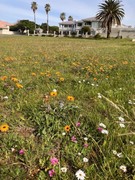 Thumbs up for ‘No Mow Spring Flowers’