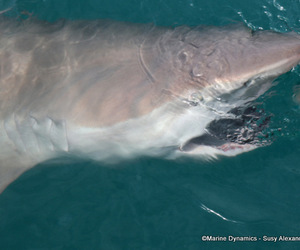 Daily Blog: 22 August 2022 | Shark Cage Diving in South Africa