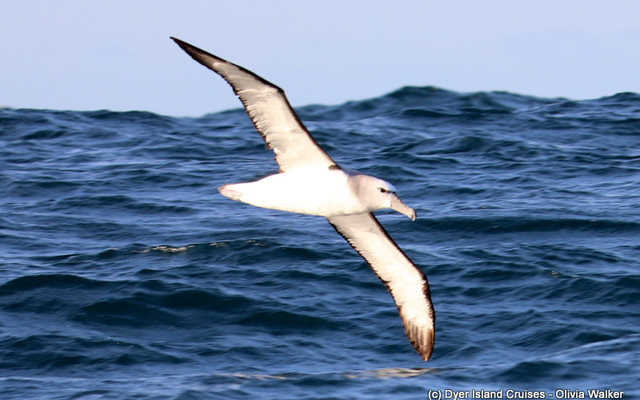 Albatross