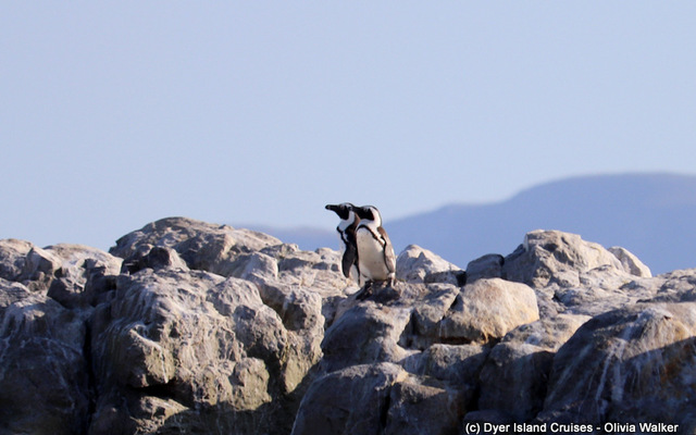 African penguins 