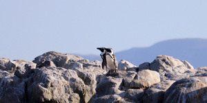 African penguins 