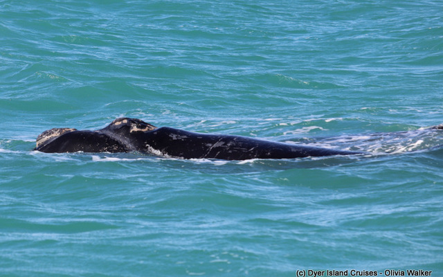 Southern right whale 