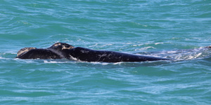 Southern right whale 