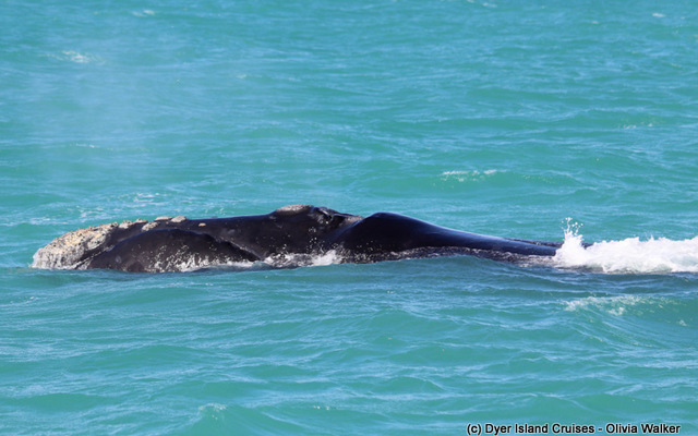 Southern right whale 