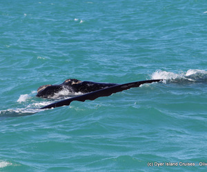 Dyer Island Marine Big 5 Tour: 16 August 2022