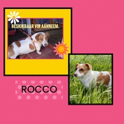 Up for Adoption: Rocco