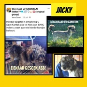 Up for Adoption: Jacky