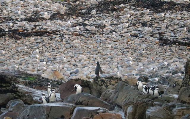 African penguins