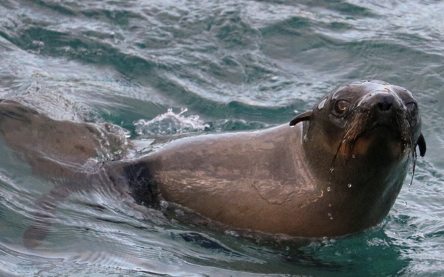Cape fur seal 