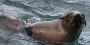 Cape fur seal 