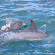 Marine Big 5 Trip Summary: 28 August 2022