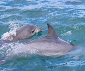 Marine Big 5 Trip Summary: 28 August 2022