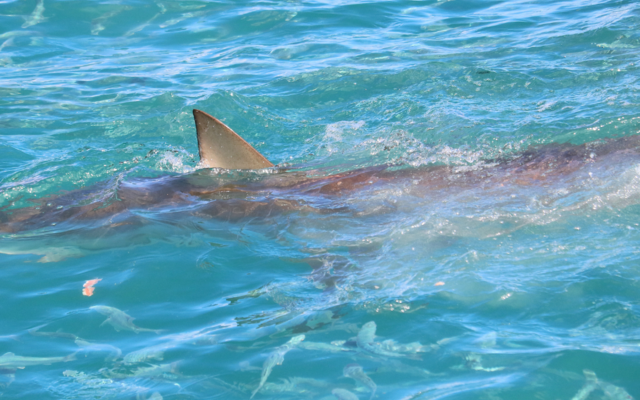 Bronze whaler shark 