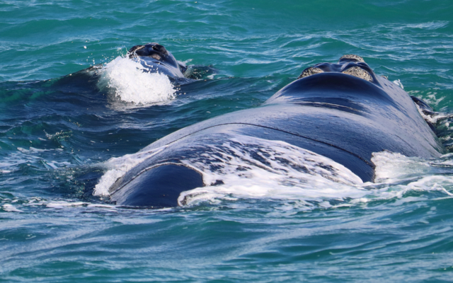 Southern Right whale 