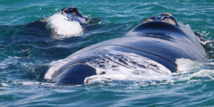 Southern Right whale and calf