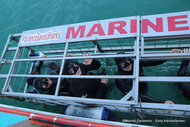 Daily Blog: 30 August 2022 | Shark Cage Diving in South Africa