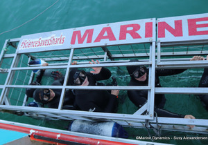 Daily Blog: 30 August 2022 | Shark Cage Diving in South Africa