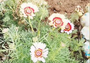 Happy Spring Day from Youth Café Villiersdorp!