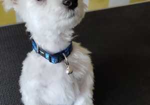 Pet Grooming in Gansbaai